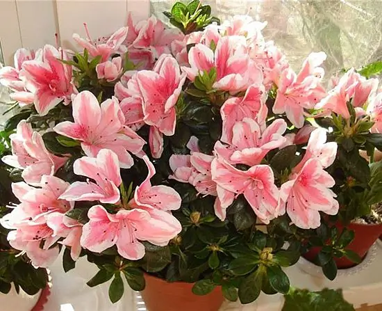 Azalea, mumkin bo'lgan parvarish muammolari