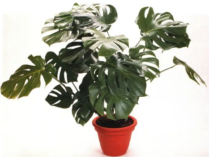 Monstera - växer och bryr sig