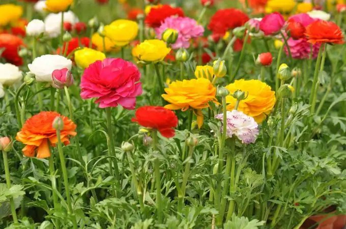 Cómo plantar ranúnculos al aire libre