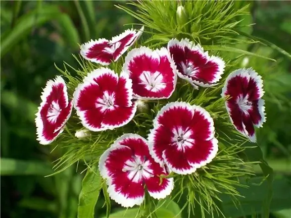 How to grow Turkish carnations