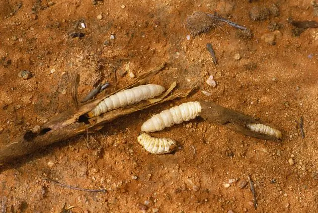 Maggots er blå fluelarver