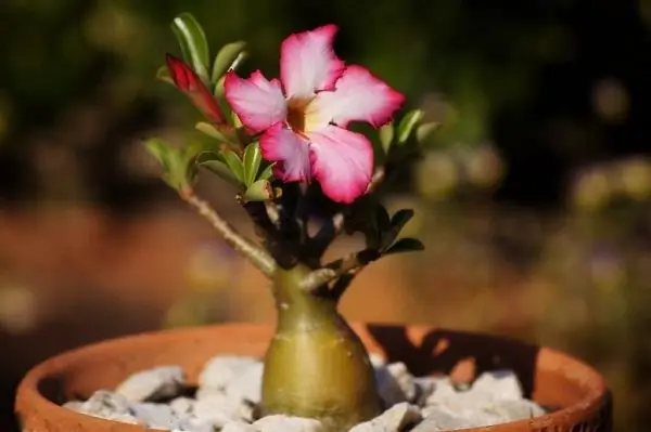 litrato ng pangangalaga sa bahay ng adenium