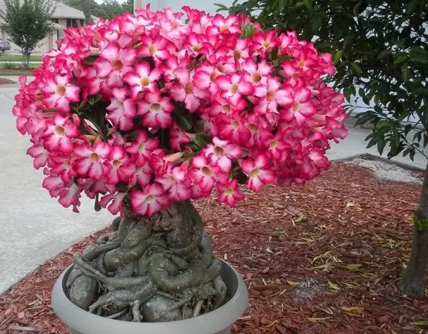 diễn đàn chăm sóc gia đình ảnh adenium