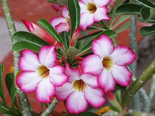 adenium napakataba pangangalaga sa bahay larawan