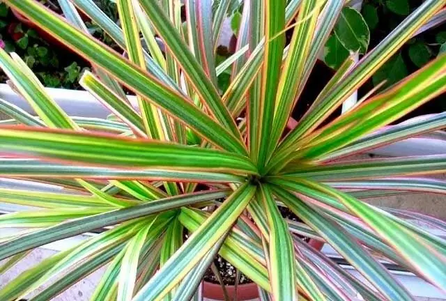 dracaena