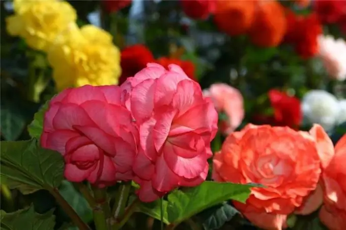 Tuberous begonia, cog hauv lub vaj paj thiab saib xyuas