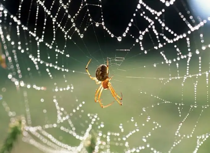 Aan het gedrag van een spin in de natuur kun je het weer bepalen