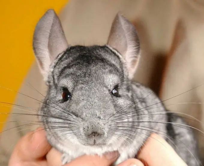 Chinchilla