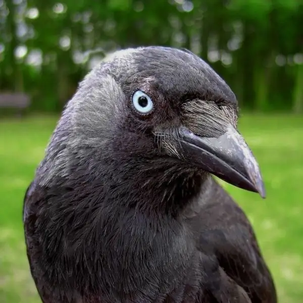 Comment faire un masque de corbeau