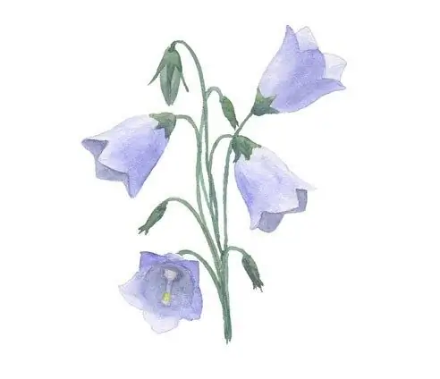 Com dibuixar una flor de campana Com dibuixar una flor de campana
