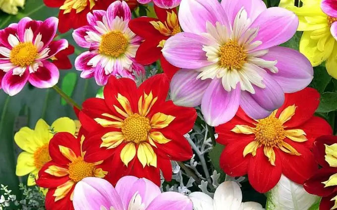 Dahlias nasıl yetiştirilir "Komik adamlar"