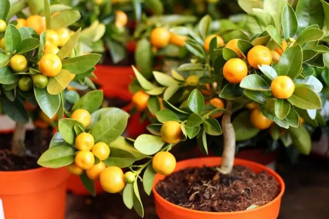 Com trasplantar una mandarina casolana