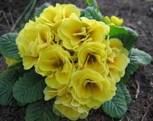 Come piantare una primula