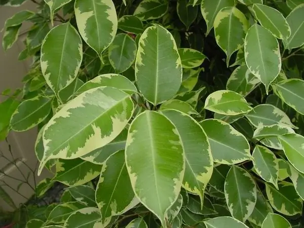 Ficus yarpaqları niyə düşür?