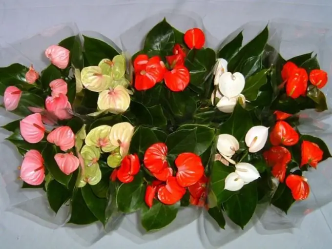 Perché le foglie di anthurium diventano nere e secche?