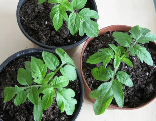 When to sow tomato seedlings for a great harvest