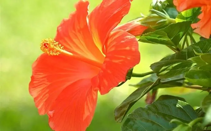 Hibiscus เป็นพืชที่แปลกใหม่แบบตะวันออกที่บ้าน การเพาะพันธุ์และการดูแล