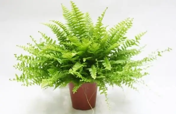 Nephrolepis - fern nyumbani