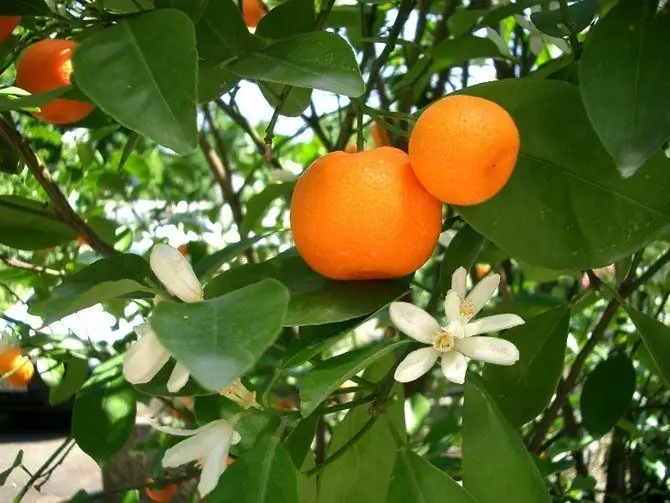 Kako se brinuti za mandarine kod kuće