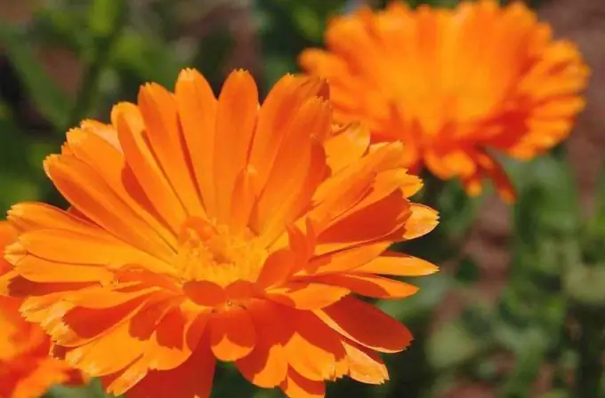 Perché vale la pena seminare la calendula in campagna o sul balcone?