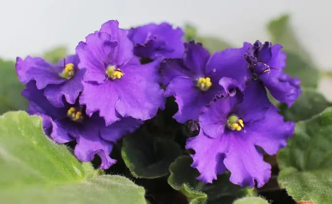 Usambara violet