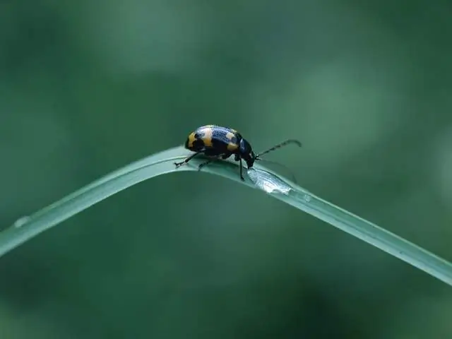 Wie zeichnet man einen Käfer