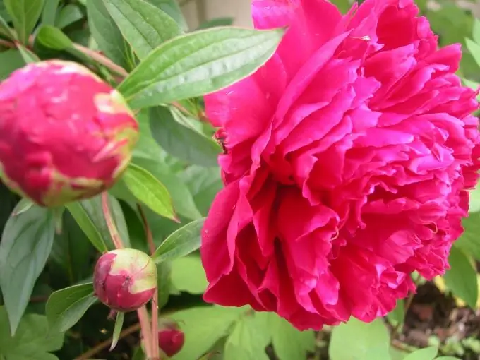 Si të vizatoni peonies