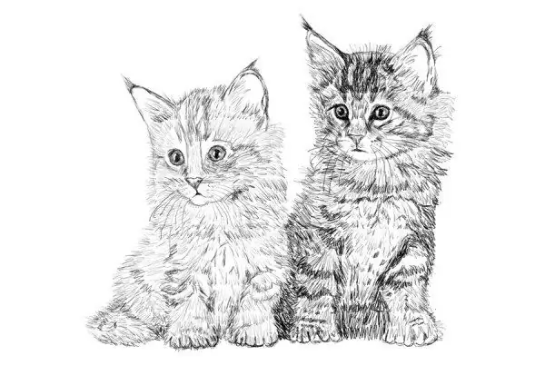 Come disegnare un gattino con una matita