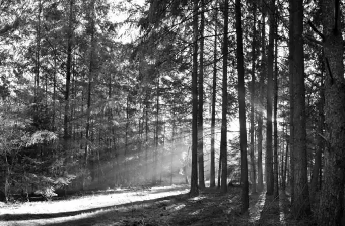 Wie zeichnet man einen Wald mit einem Bleistift