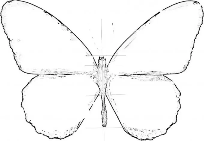 Draw the outlines of the wings