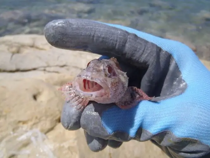 Goby del mar negre