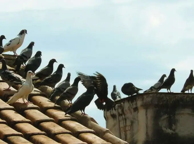 Ang mga pigeon ay gumagawa ng kanilang pugad sa mga rooftop