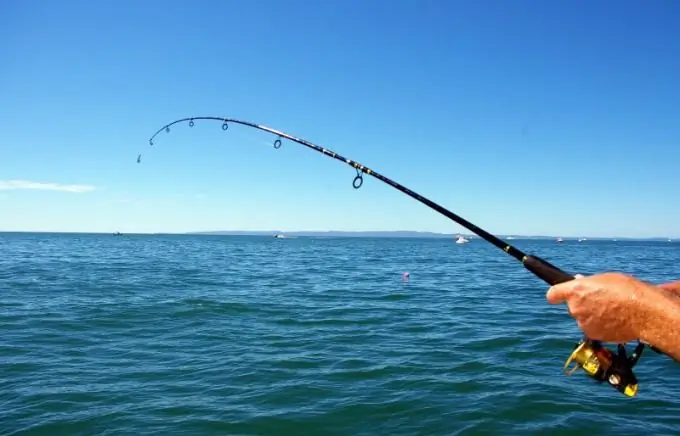 Fishing with a donkey