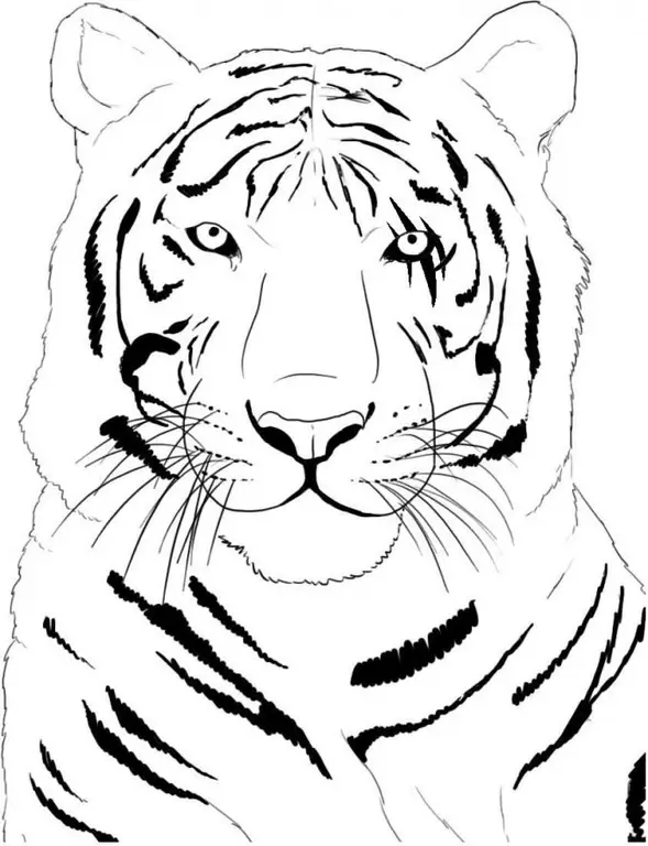 Como desenhar um tigre