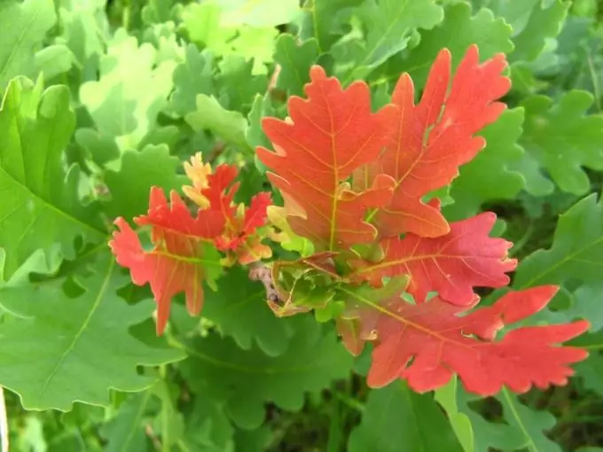 Cómo dibujar hojas de roble