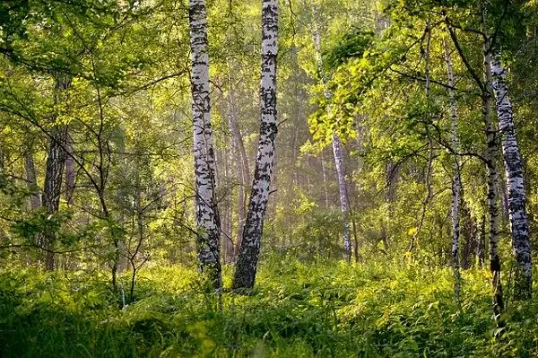 Ang mahiwagang katangian ng birch