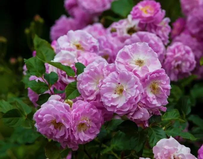 Com dibuixar un llit de flors amb un llapis