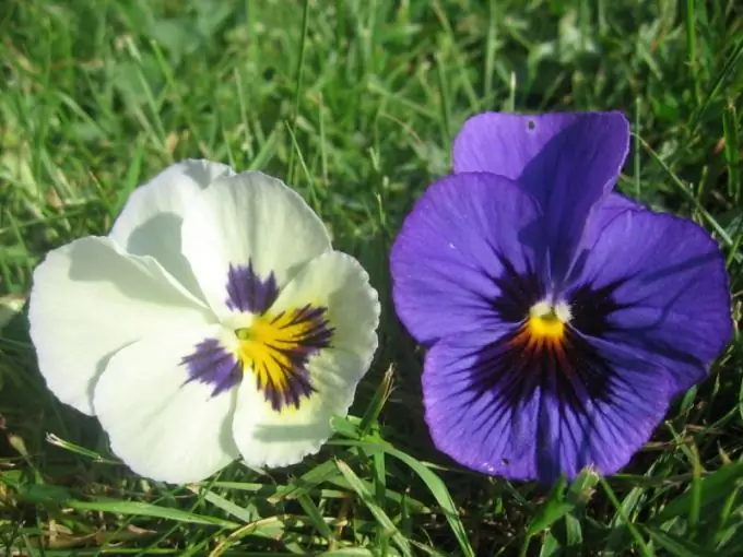 როგორ დავხატოთ pansies