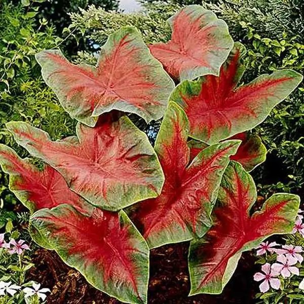 Cura de Caladium