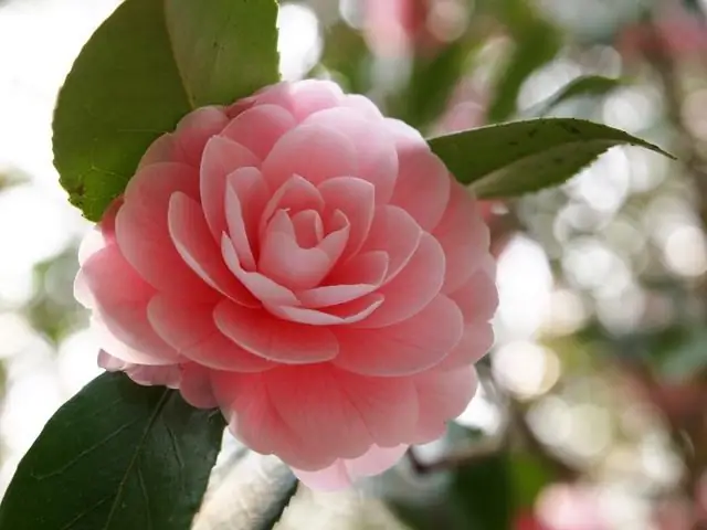 Camellia: үй камы