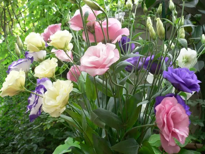 Ինչպես փոխադրել eustoma