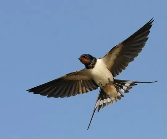 How to draw a swallow with a pencil step by step