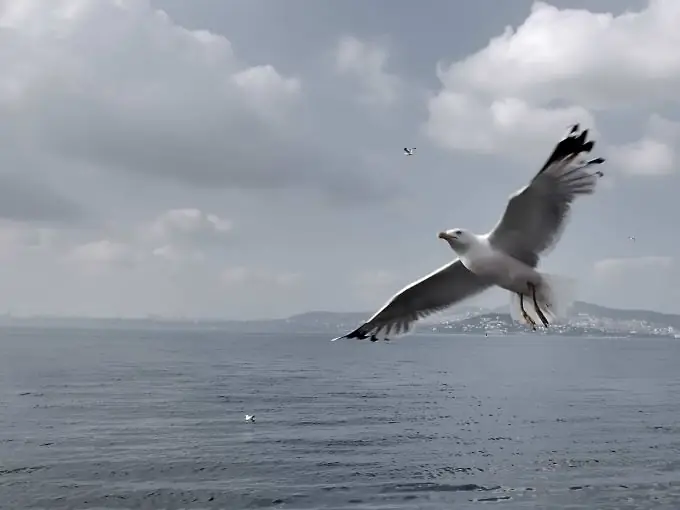 La fotografia in bianco e nero ti consente di vedere ciò che di solito passa inosservato a causa dell'abbondanza di colore