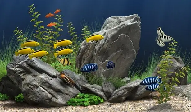 Jinsi ya kupiga picha aquarium