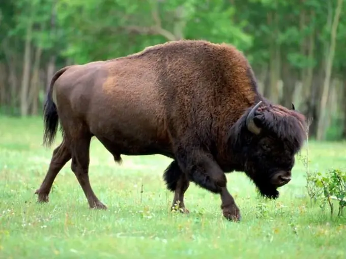 Jinsi ya kuteka bison