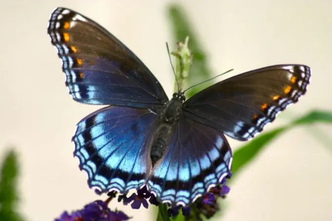 Comment apprendre à dessiner des papillons