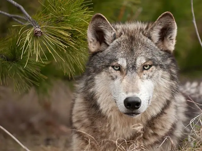 Como desenhar um lobo