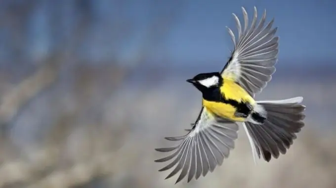 Hur man ritar en fågel under flygning