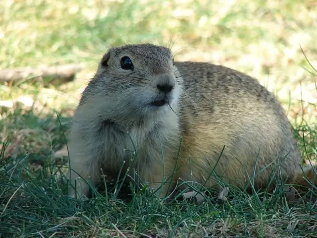 Hoe teken je een gopher