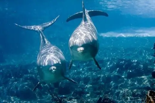 Hvordan tegne en delfin i havet